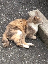 neko091